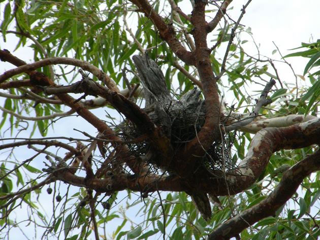 Tawny Frogmouth nest & chick (2)
