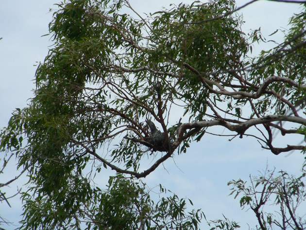 Tawny Frogmouth nest & chick