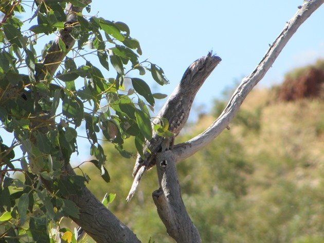 Tawny Frogmouth