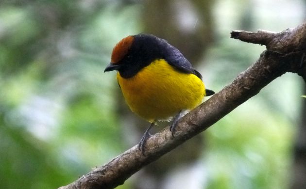 Tawny-capped Euphonia