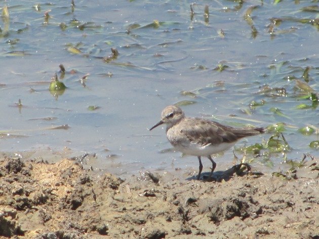 Temminck's Stint-Australia (10)