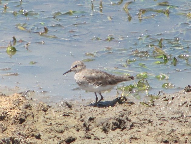 Temminck's Stint-Australia (11)