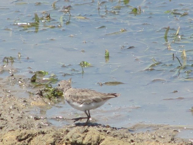 Temminck's Stint-Australia (12)