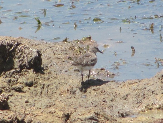 Temminck's Stint-Australia (13)