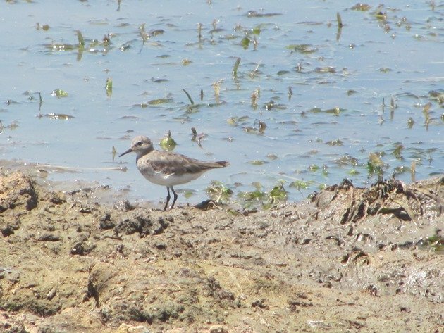 Temminck's Stint-Australia (2)