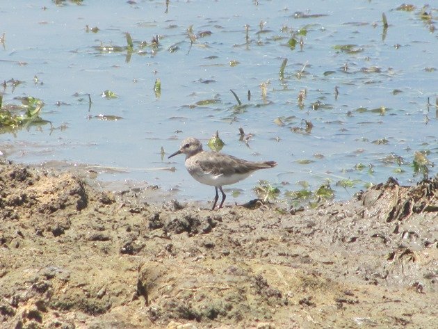 Temminck's Stint-Australia (3)