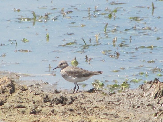 Temminck's Stint-Australia (4)