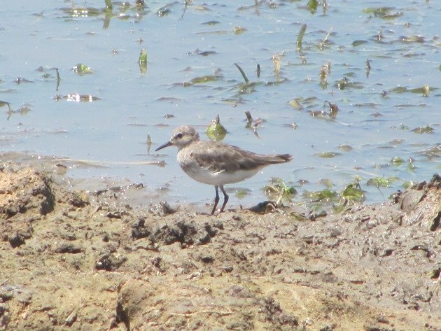 Temminck's Stint-Australia (5)