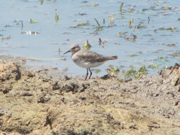 Temminck's Stint-Australia (6)