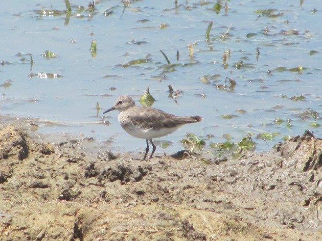 Temminck's Stint-Australia (7)