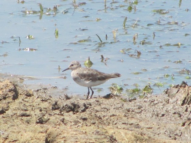 Temminck's Stint-Australia (8)