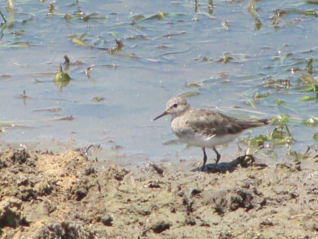 Temminck's Stint-Australia (9)