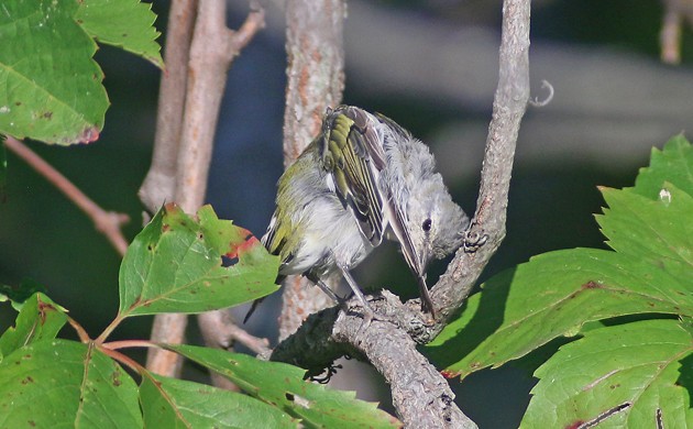 Tennessee Warbler