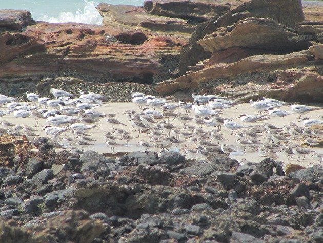 Terns and shorebirds roosting