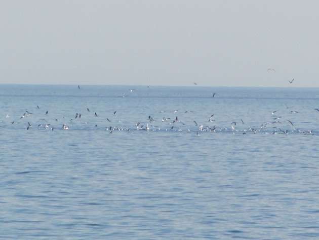 Terns & gulls feeding
