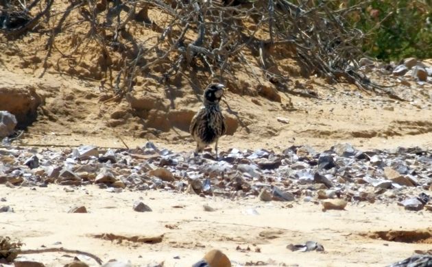 Thick-billed Lark