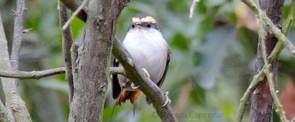 Thorn-tailed Rayadito