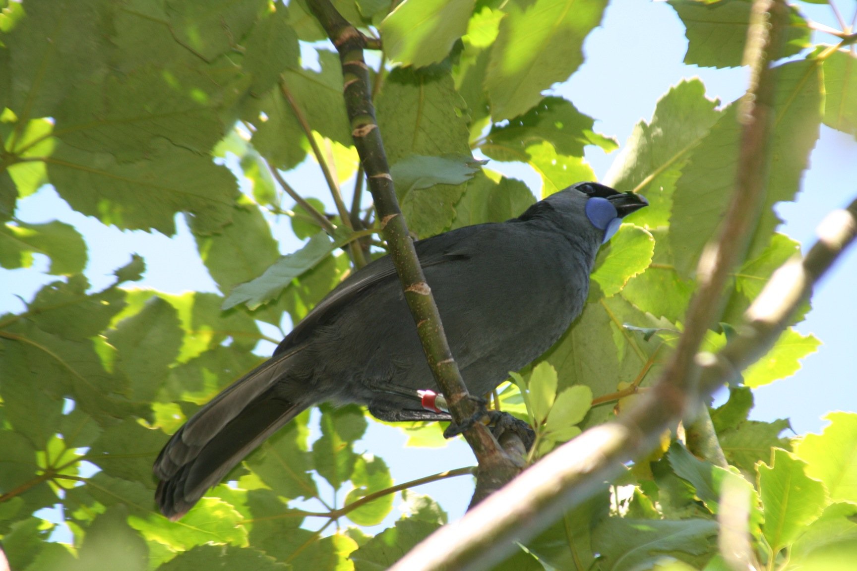 Tiri Tiri Matangi 034