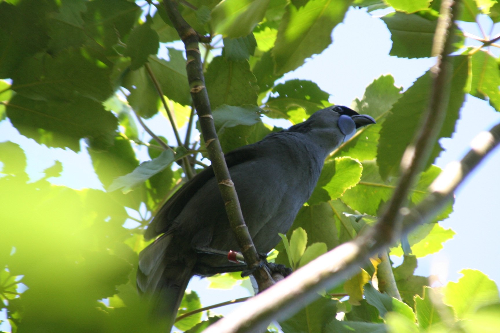 Tiri Tiri Matangi Kokako singing