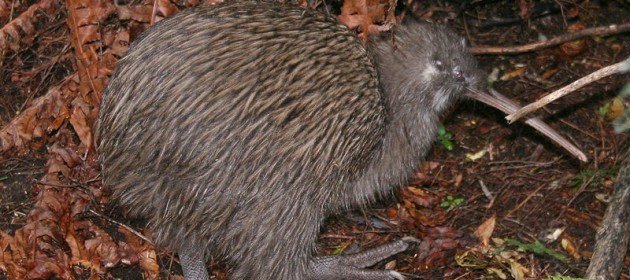 10-000-birds-why-are-kiwis-called-kiwis-10-000-birds