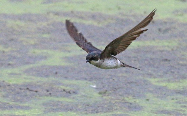 Tree Swallow in flight