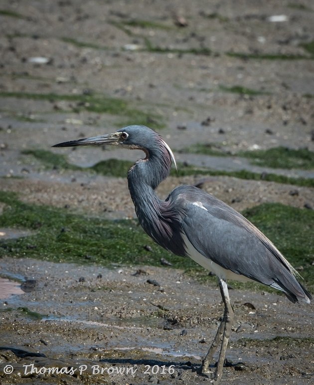 Tri-Color Egret (1)