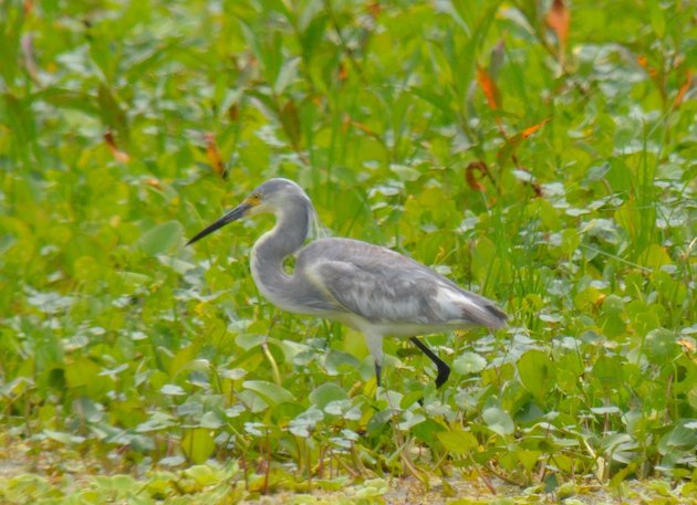 Tri-colored Egret or Snowy Heron? - 10,000 Birds