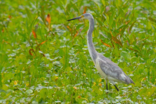 Tri-colored:Snowy Egret hybrid