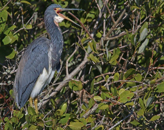 Tricolored Heron with mouth open