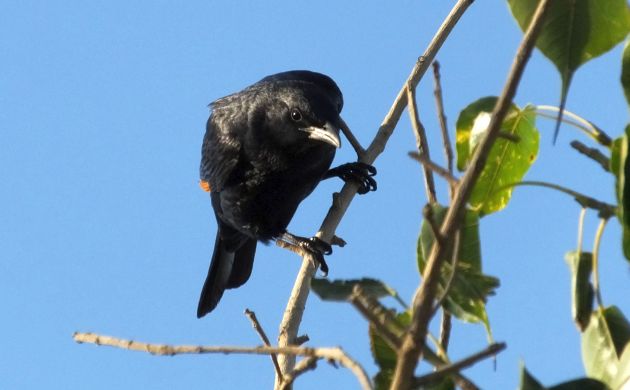 Tristrams Starling