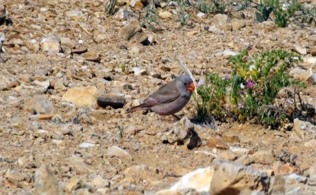 Trumpeter Finch