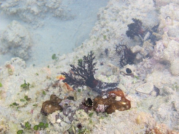 Tube worm