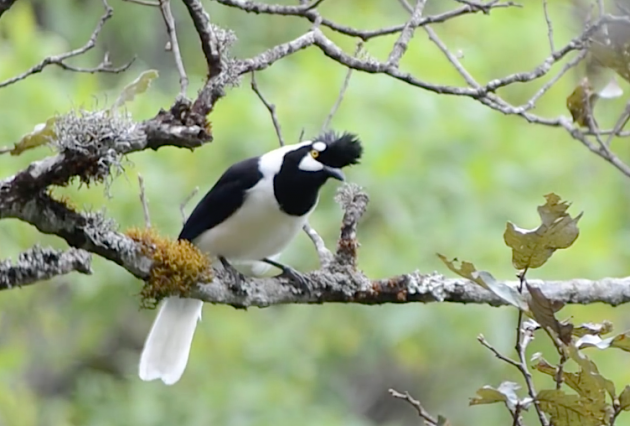 Tufted_Jay