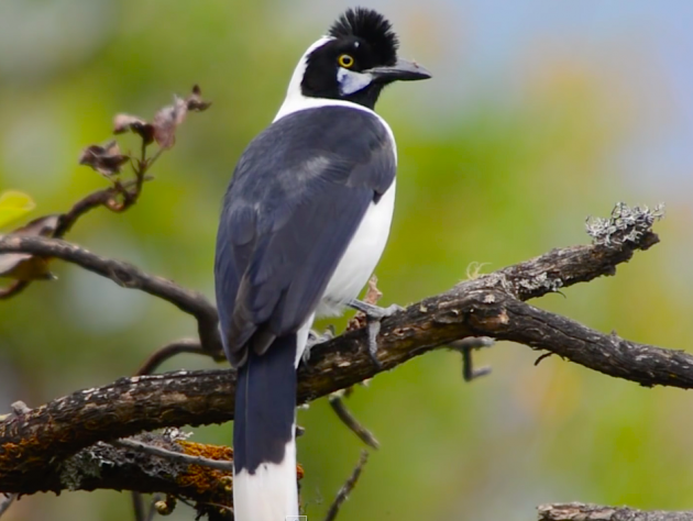 Tufted_Jay_perched