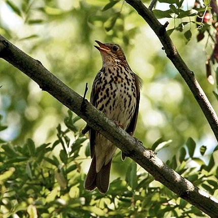 Turdus philomelos by Taco Meeuwsen Wikimedia Commons