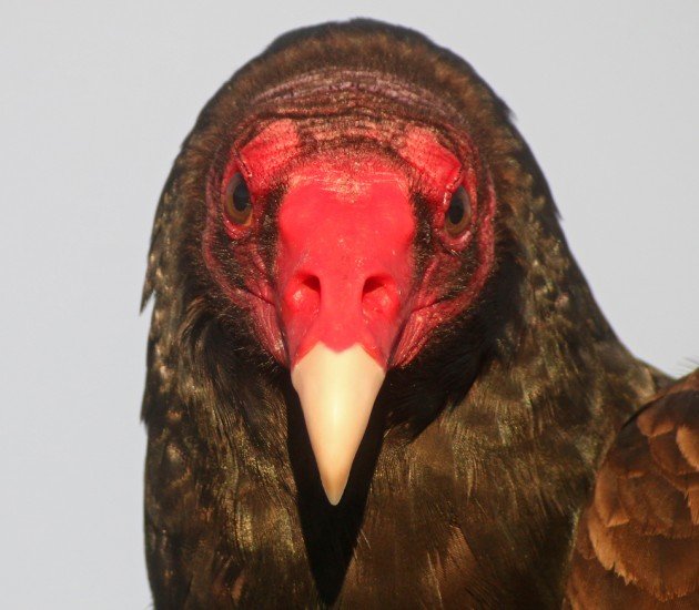 Turkey Vulture