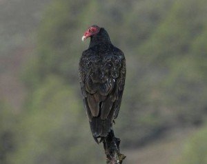 Turkey_Vulture