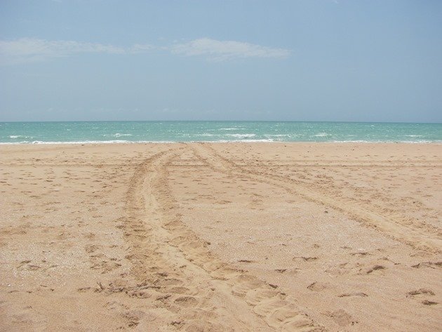 Turtle tracks (2)