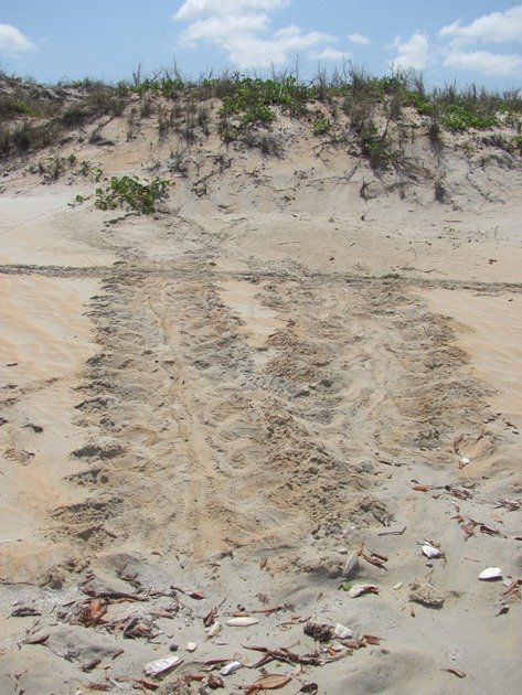 Turtle tracks