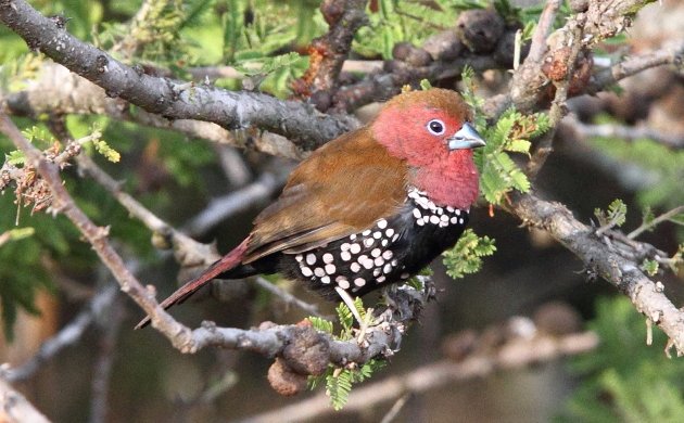 Pink-throated Twinspot by Adam Riley