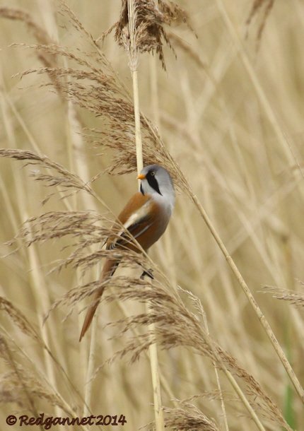 UK.KEN 02May14 Bearded Reedling 02