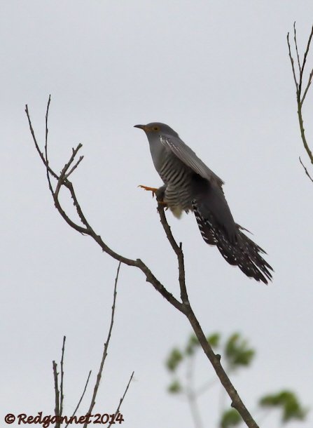 UK.KEN 02May14 Cuckoo 01