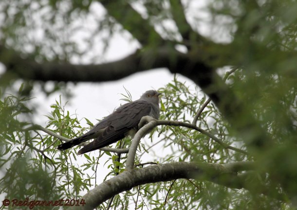 UK.KEN 02May14 Cuckoo 04