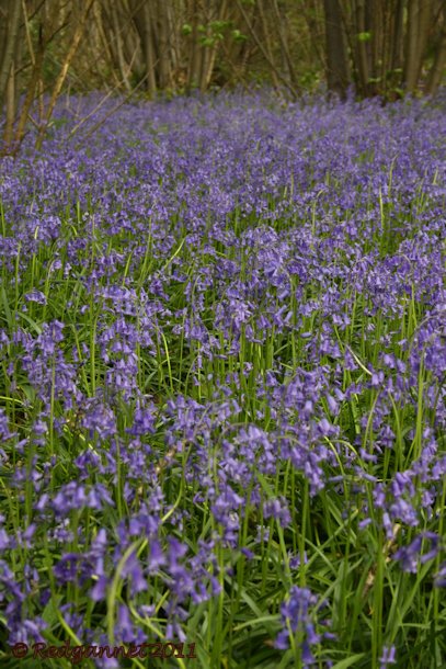 UK.KEN 09May14 Bluebell 02