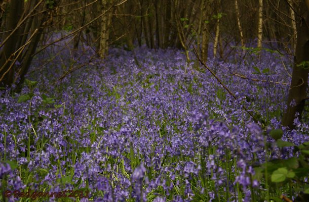 UK.KEN 09May14 Bluebell 05