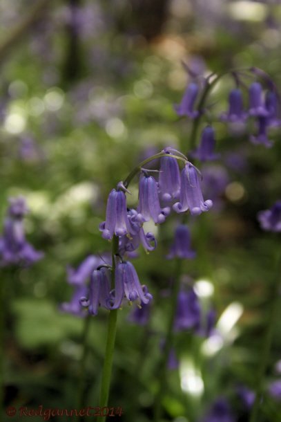 UK.KEN 09May14 Bluebell 07