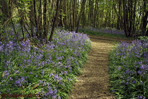 UK.KEN 09May14 Bluebell 10