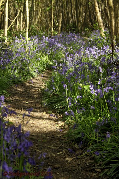 UK.KEN 09May14 Bluebell 14