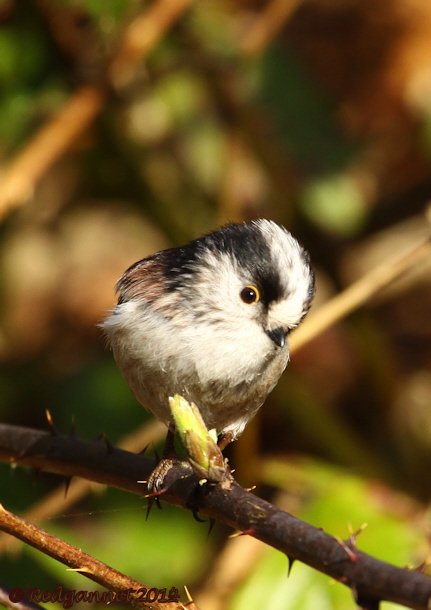 UK.KEN Long-tailed Tit 01