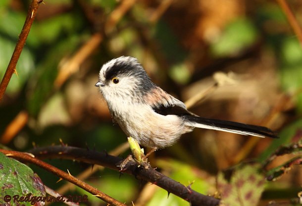 UK.KEN Long-tailed Tit 02